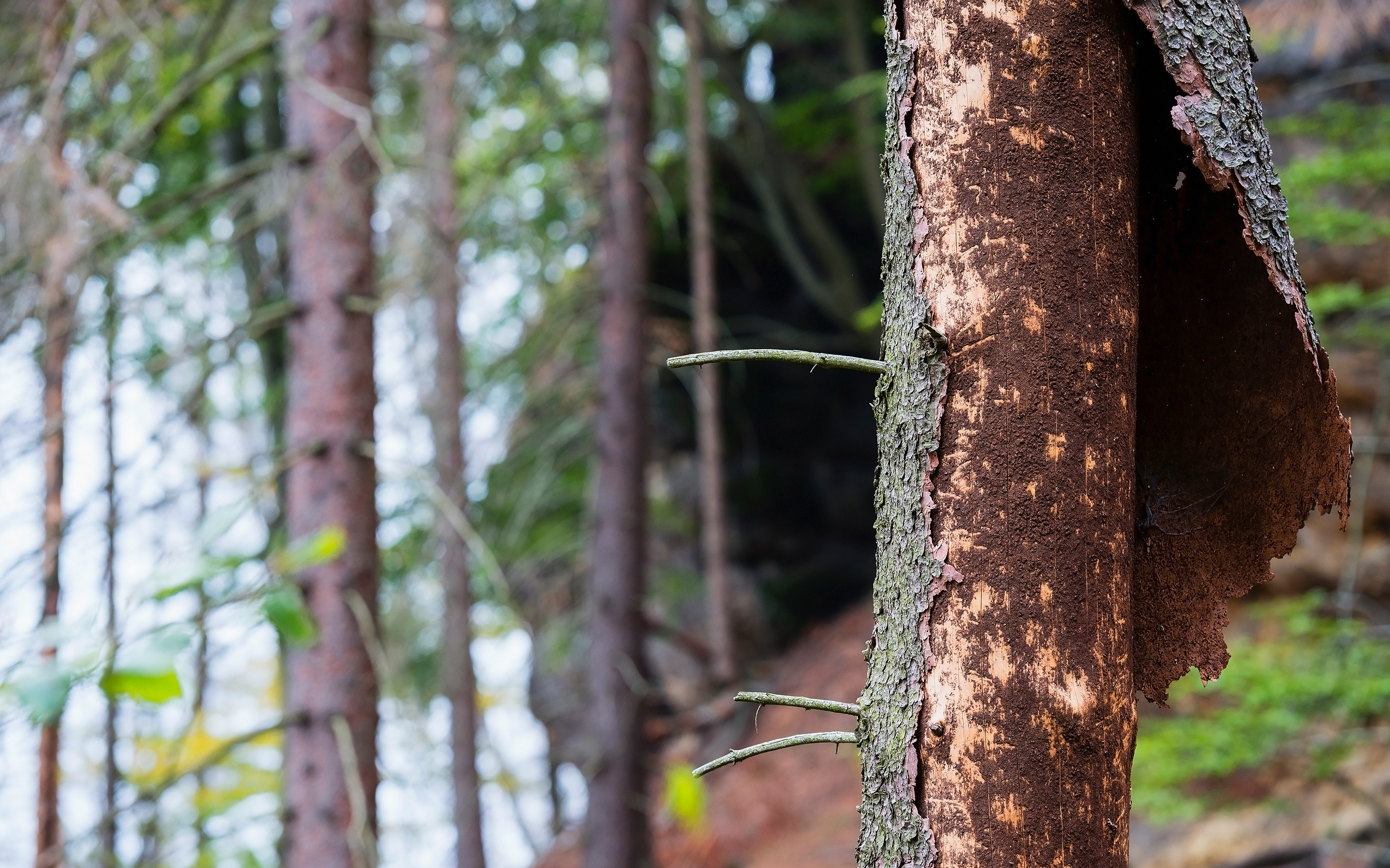 stora-enso-tracks-bark-beetle