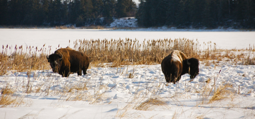 Using AI to save endangered buffalo in Canada